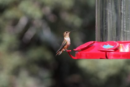 When to Put Out Hummingbird Feeders in Spring: A Guide to Welcoming These Enchanting Visitors