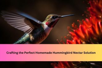 Crafting the Perfect Homemade Hummingbird Nectar Solution