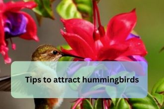 Tips to attract hummingbirds